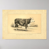  1888 Bull Print (Voorkant)