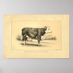  1888 Bull Print