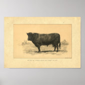  1888 Bull Print (Voorkant)