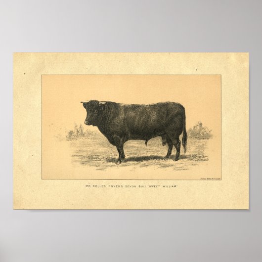  1888 Bull Print (Voorkant)