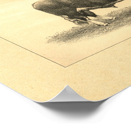  1888 Bull Print (Hoek)