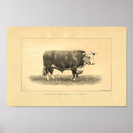 1888 Bull Print (Voorkant)
