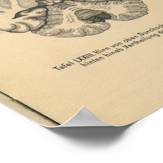  1888 Duits Anatomy Print Brain (Hoek)