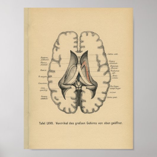 1888 Duits Anatomy Print Brain (Voorkant)