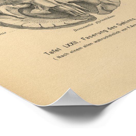 1888 Duits Anatomy Print Brain (Hoek)