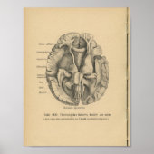 1888 Duits Anatomy Print Brain (Voorkant)