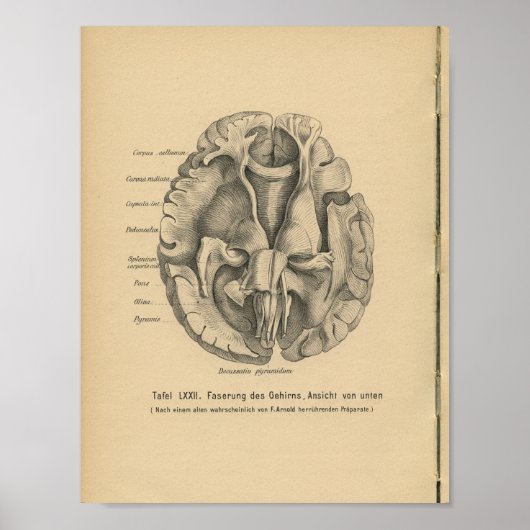 1888 Duits Anatomy Print Brain (Voorkant)