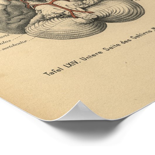  1888 Duits Anatomy Print Brain (Hoek)