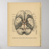  1888 Duits Anatomy Print Brain (Voorkant)