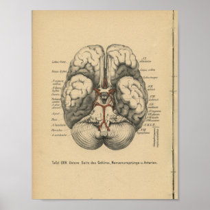 1888 Duits Anatomy Print Brain