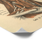  1888 Duits Anatomy Print Face and Neck (Hoek)