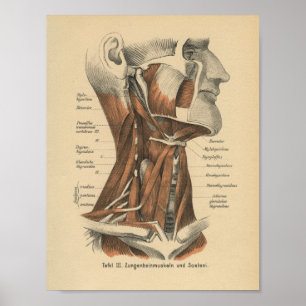  1888 Duits Anatomy Print Face and Neck
