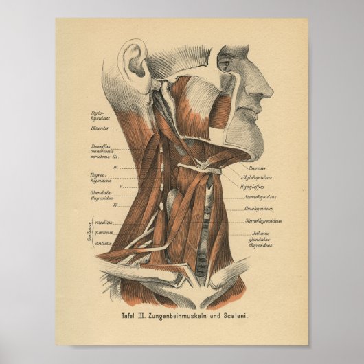  1888 Duits Anatomy Print Face and Neck (Voorkant)