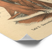  1888 Duits Anatomy Print Face and Neck (Hoek)