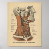  1888 Duits Anatomy Print Face and Neck (Voorkant)