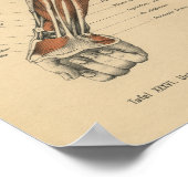 1888 Duits Anatomy Print Forearm (Hoek)