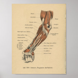 1888 Duits Anatomy Print Forearm
