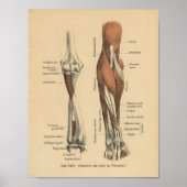  1888 Duits Anatomy Print Forearm (Voorkant)