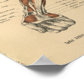  1888 Duits Anatomy Print Forearm (Hoek)