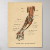  1888 Duits Anatomy Print Forearm (Voorkant)