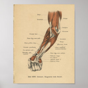  1888 Duits Anatomy Print Forearm