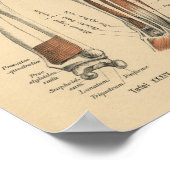 1888 Duits Anatomy Print Forearm (Hoek)