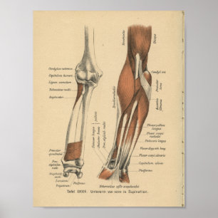 1888 Duits Anatomy Print Forearm