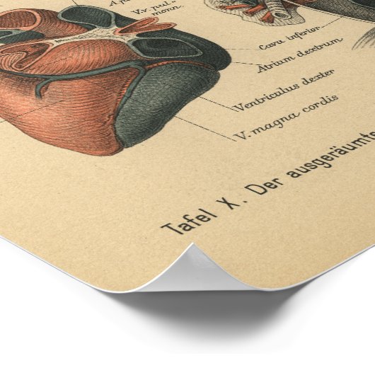  1888 Duits Anatomy Print Heart (Hoek)
