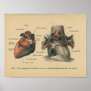  1888 Duits Anatomy Print Heart