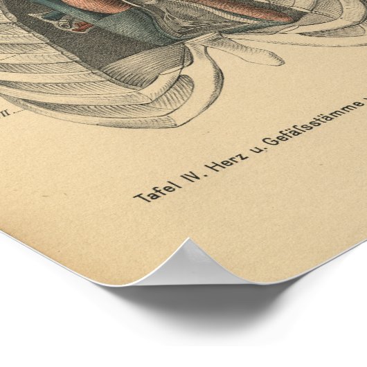  1888 Duits Anatomy Print Heart (Hoek)