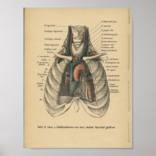  1888 Duits Anatomy Print Heart