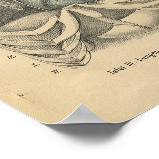  1888 Duits Anatomy Print Heart (Hoek)