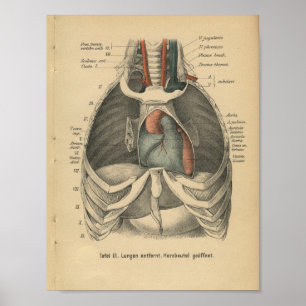 1888 Duits Anatomy Print Heart