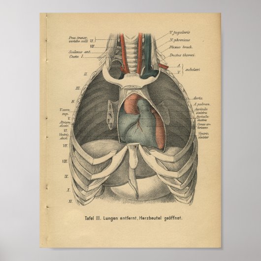  1888 Duits Anatomy Print Heart (Voorkant)