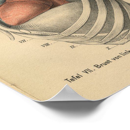  1888 Duits Anatomy Print Heart (Hoek)