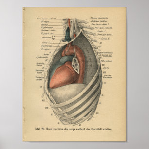  1888 Duits Anatomy Print Heart