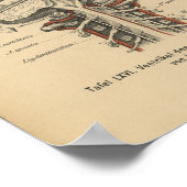  1888 Duits Anatomy Print Skull Brain (Hoek)