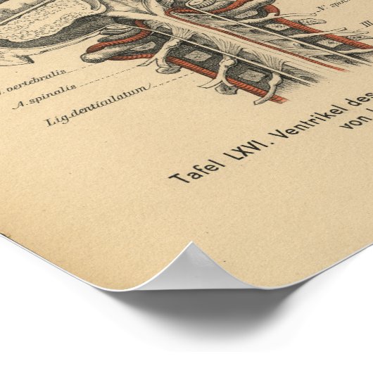  1888 Duits Anatomy Print Skull Brain (Hoek)