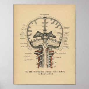 1888 Duits Anatomy Print Skull Brain