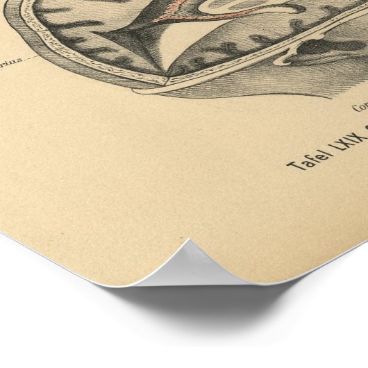  1888 Duits Anatomy Print Skull Brain (Hoek)