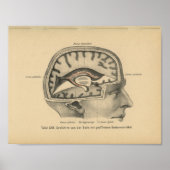  1888 Duits Anatomy Print Skull Brain (Voorkant)