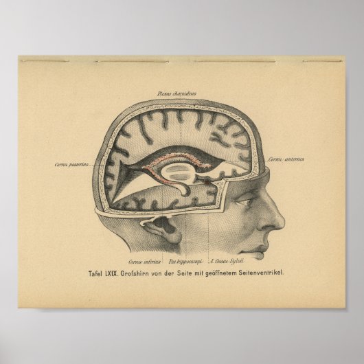  1888 Duits Anatomy Print Skull Brain (Voorkant)