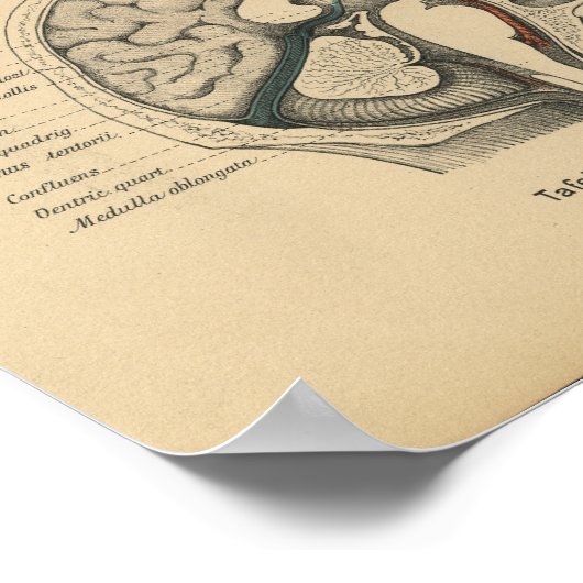  1888 Duits Anatomy Print Skull Brain (Hoek)