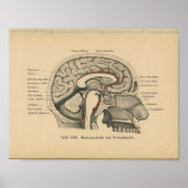  1888 Duits Anatomy Print Skull Brain (Voorkant)