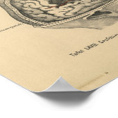 1888 Duits Anatomy Print Skull Brain (Hoek)