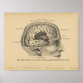  1888 Duits Anatomy Print Skull Brain (Voorkant)