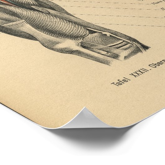  1888 Duitse anatomie Afdrukpootspieren Poster (Hoek)