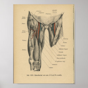  1888 Duitse anatomie Afdrukpootspieren Poster