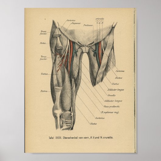 1888 Duitse anatomie Afdrukpootspieren Poster (Voorkant)