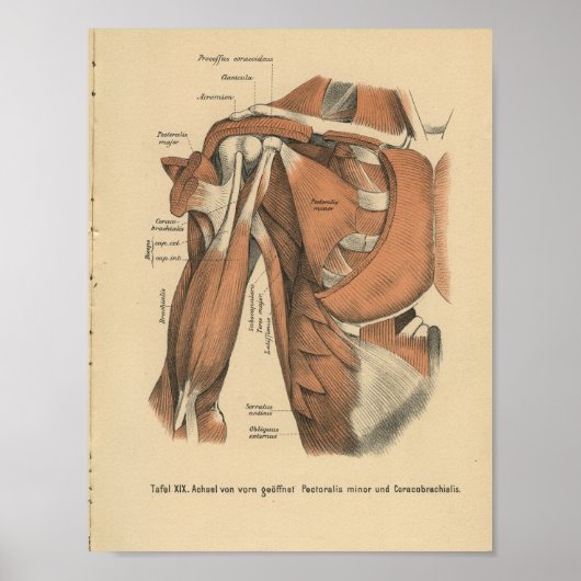  1888 Duitse anatomie Afdrukschouderspieren Poster (Voorkant)